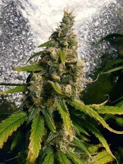 Example of a low-yielding marijuana strain - although these buds produce great effects, they are relatively small at just 8 weeks old