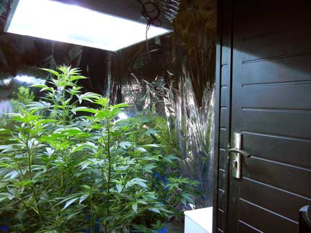 Example of a cannabis grow room - controlling the temperature, humidity and air circulation in the grow room can increase your yields!