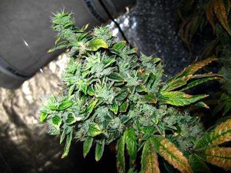 Example of a cannabis bud that has been damaged by both too much light and too much heat. Heat damage can cause cannabis buds to grow strange growths known as foxtails.