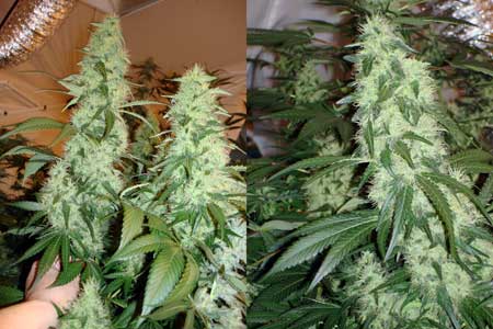 Example of thick, fat, dense colas growing indoors - learn how to achieve results like these!