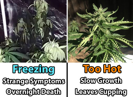 Example of effects of temperature on marijuana plants - too hot vs too cold - plants want a comfortable room temperature!