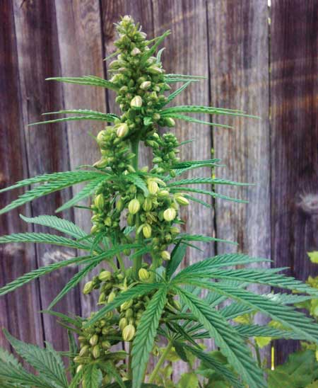 If your plant is male, it will grow pollen sacs instead of buds. Here's an example of a fully formed male marijuana plant with pollen sacs instead of buds.