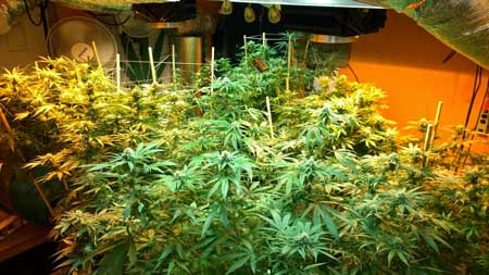 Amazing picture of a flowering cannabis grow room