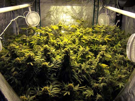 Example of cannabis plants growing under HPS grow lights