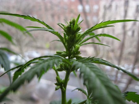 Handsome male cannabis plant