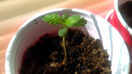 Example of a happy young cannabis seedling
