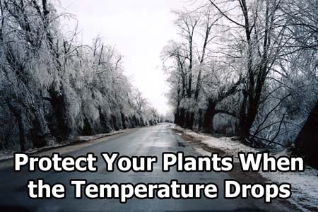 Do whatever you can to help keep your plants warm until it stops being so cold