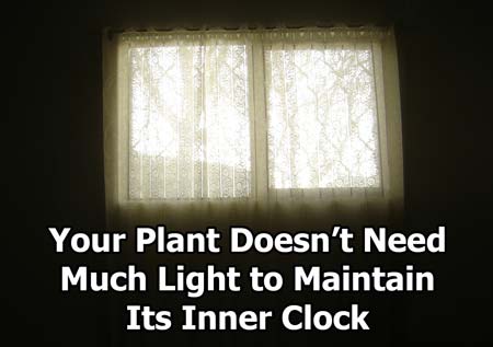 The light from a window isn't necessarily that bright, but is still enough to help your cannabis plant maintain its inner time clock