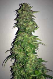 Example of a thick, long cannabis cola that smells sweet because of the supplements that were used