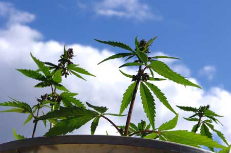 Male cannabis plants looking up at the sky