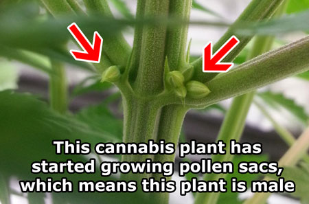 You know this cannabis plant is male because it's growing male pollen sacs