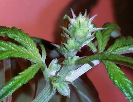 Marijuana male pollen sacs just growing in