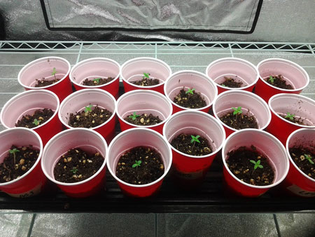 Example of many small cannabis seedlings in solo cups - starting in small containers gets seedlings to grow faster at first!