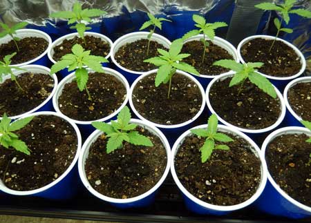 Example of many beautiful marijuana seedlings which have been started in solo cups
