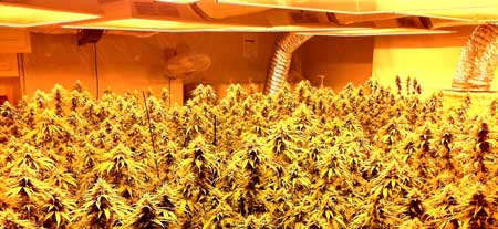 Example of a grow room with a full canopy of buds under the HPS - you can achieve 1 gram/watt if you do it right!