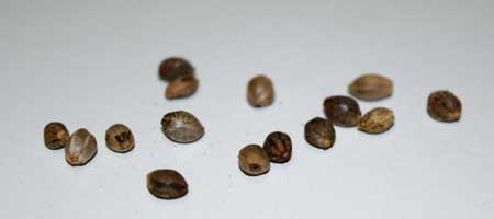 Example of a bunch of healthy, fresh cannabis seeds