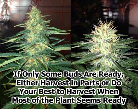 What to do if only parts of the plant are ready to harvest, while others still have a ways to go