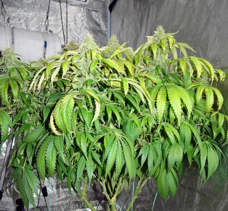 Example of cannabis plant with light-burn from a too close HPS grow light
