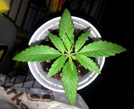 This young cannabis plant in a solo cup is ready to be transplanted - you can tell because the leaves have reached the edges of the cup