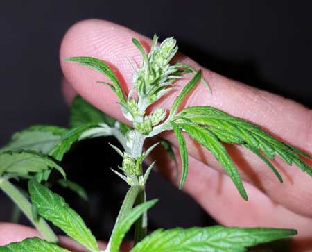 A young male cannabis plant might look like it's growing a bunch of grapes on top, but those are actually pollen sacs
