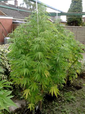An outdoor "Holland's Hope" cannabis plant in the vegetative stage. This strain thrives outdoors!