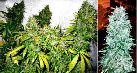 AK47 plants and colas