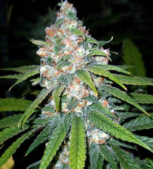 Example of damaged cannabis buds - harvest immediately!