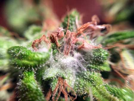 No more mold or bud rot for your cannabis plants!