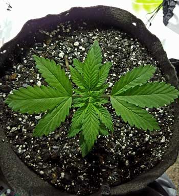 Example of a cannabis plant growing in Fox Farm Ocean Forest soil