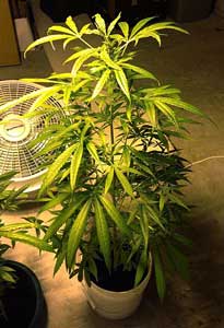 This cannabis plant needs to be transplanted to a bigger container