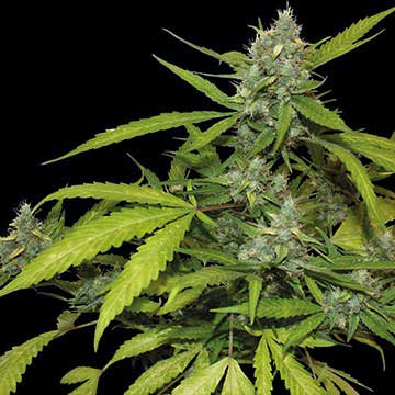 The cannabis strain known as Sweet Tooth is becoming increasingly popular!