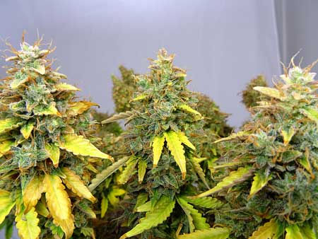 This thick outdoor marijuana cola is ready to harvest