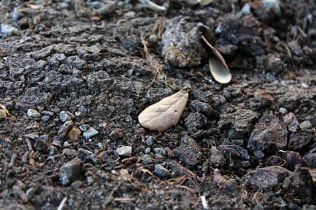 Don't grow cannabis in dirt you found outside!