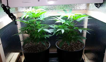 Happy marijuana plants in good cannabis soil