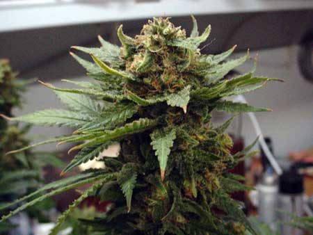 Weed cola looking good! Ready to be chopped and dried!