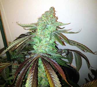 This fat weed cola is ready to harvest!