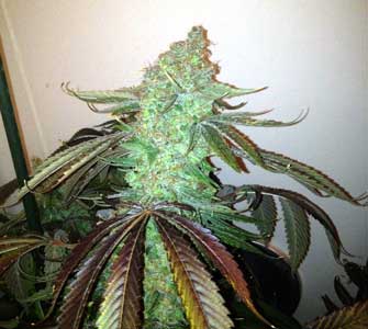 Example of a plant where pistils grow in pink, but then start to turn orange when they curl in