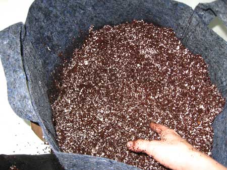 Potting soil for cannabis seeds