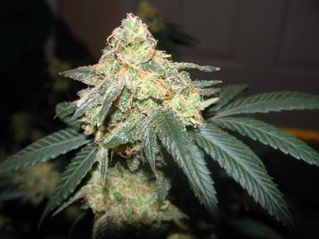This marijuana bud is finished and ready to harvest!