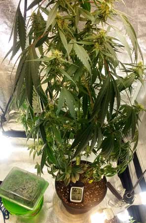 This cannabis plant needs to be transplanted ASAP, it's suffering from drooping and leaf symptoms in the flowering stage because its roots are rootbound