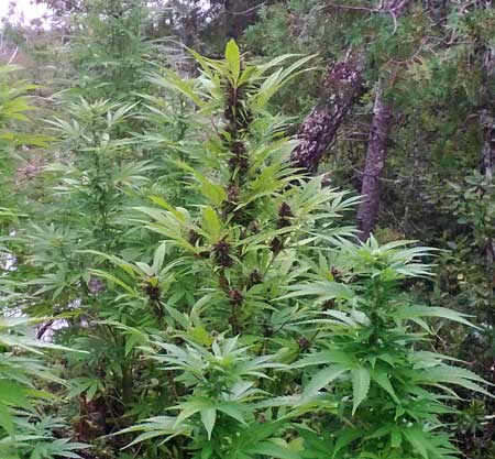 Example of an outdoor Frisian Dew cannabis plant with dark purple buds