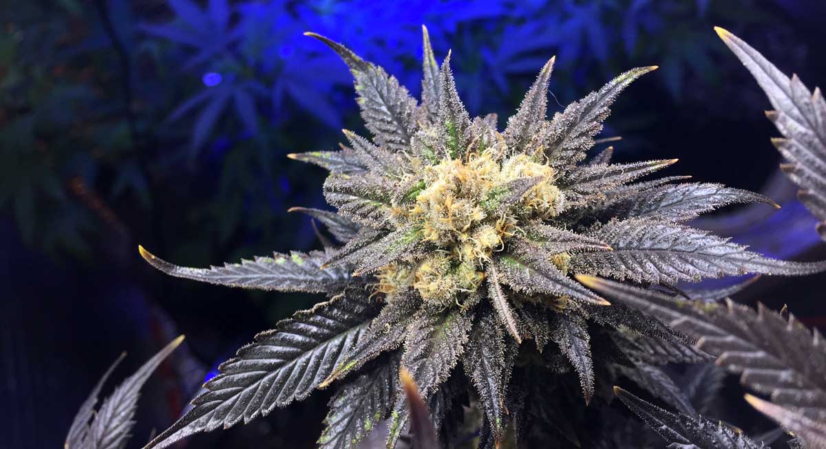 Another example of an outdoor cannabis bud that is ready to harvest