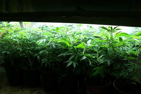 These marijuana plants are still green and healthy, but they're getting too big for their pot and need to be transplanted soon to prevent plant problems