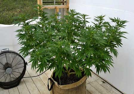 Can you use normal soil for growing weed