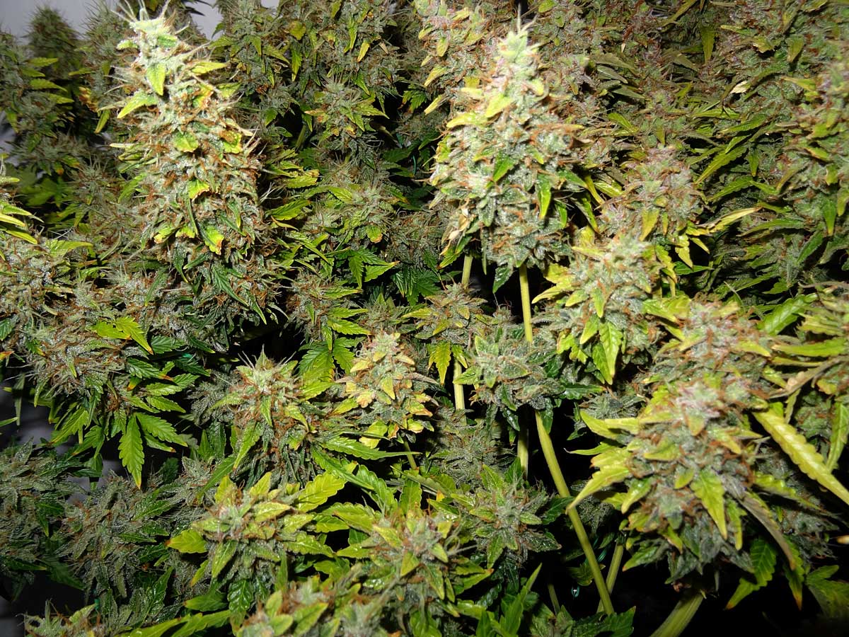 harvest-marijuana-early-if-buds-are-getting-damaged.jpg