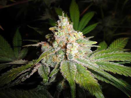 Example of various Black Cream auto cannabis plants by Sweet Seeds