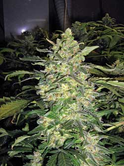 Another huge fat smelly cannabis cola that smells amazing and is ready to be harvested and dried!