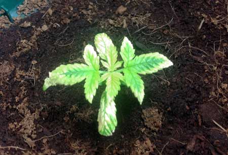 Example of a cannabis plant that's got a nutrient deficiency due to overwatering