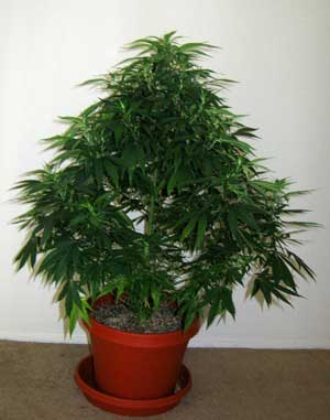 This cannabis plant is way too big for its pot and needs to be transplanted soon