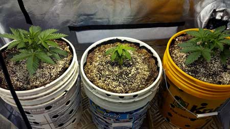 Example of one cannabis plant staying smaller than all the others for no apparent reason